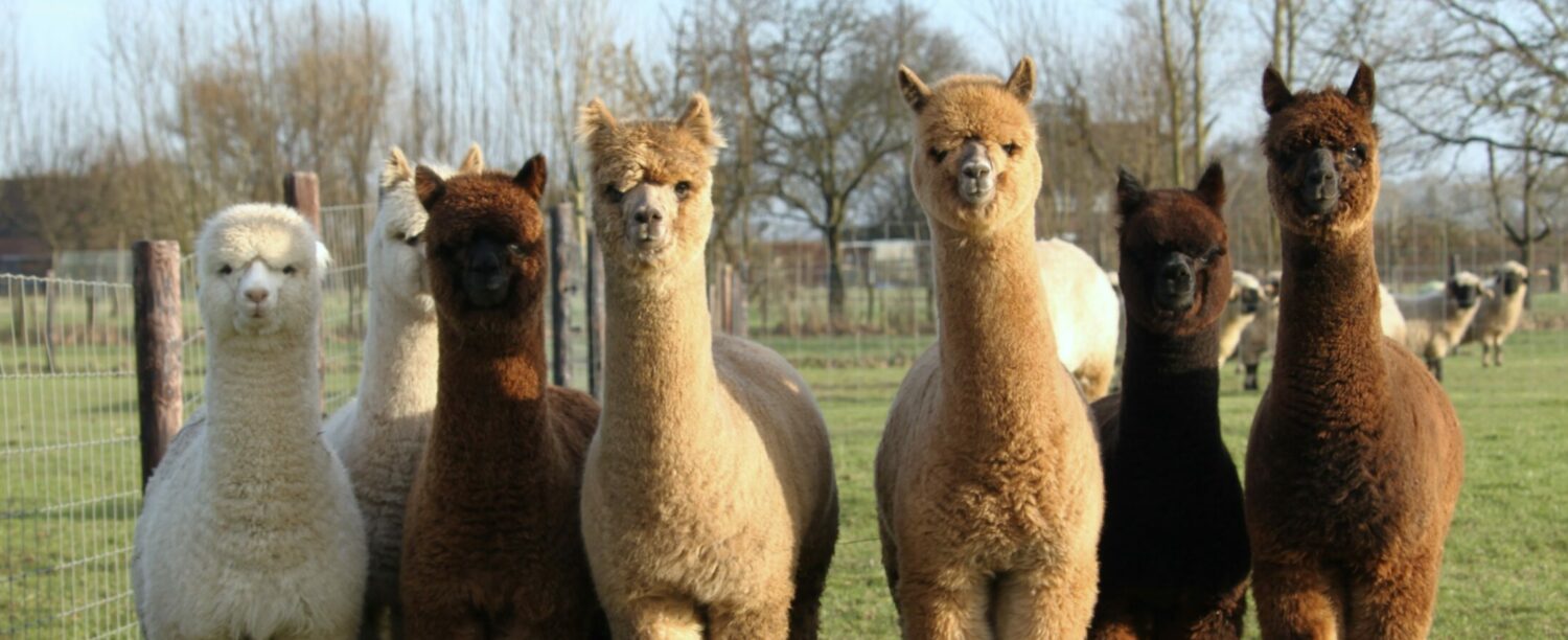 Royal Delight Alpacas /  Sheep